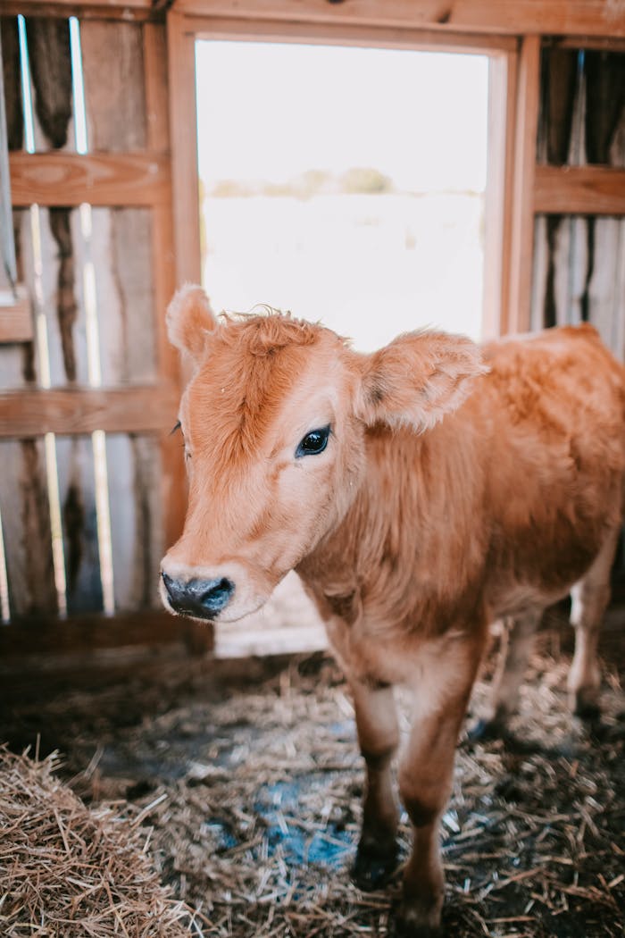 A young calf stands inside a rustic wooden barn, surrounded by hay and bathed in natural light.