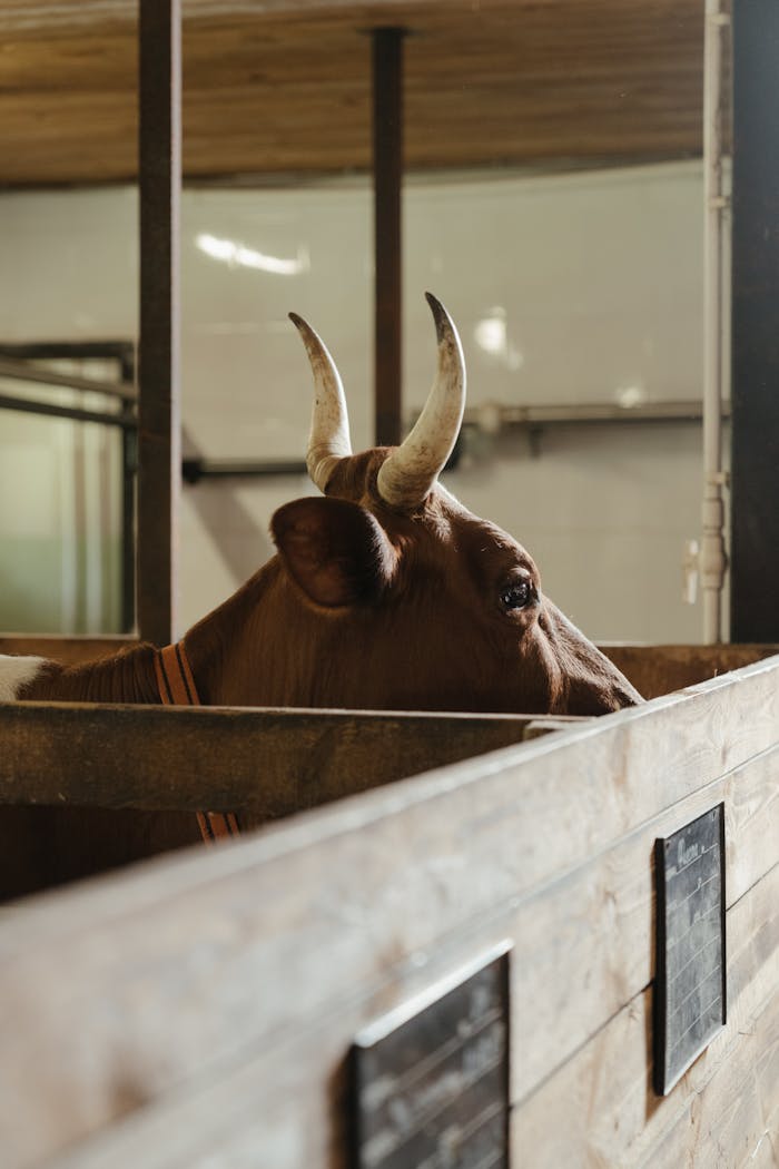 A close-up photo of a brown bull with horns inside a wooden farm barn, showing a rustic agricultural setting.