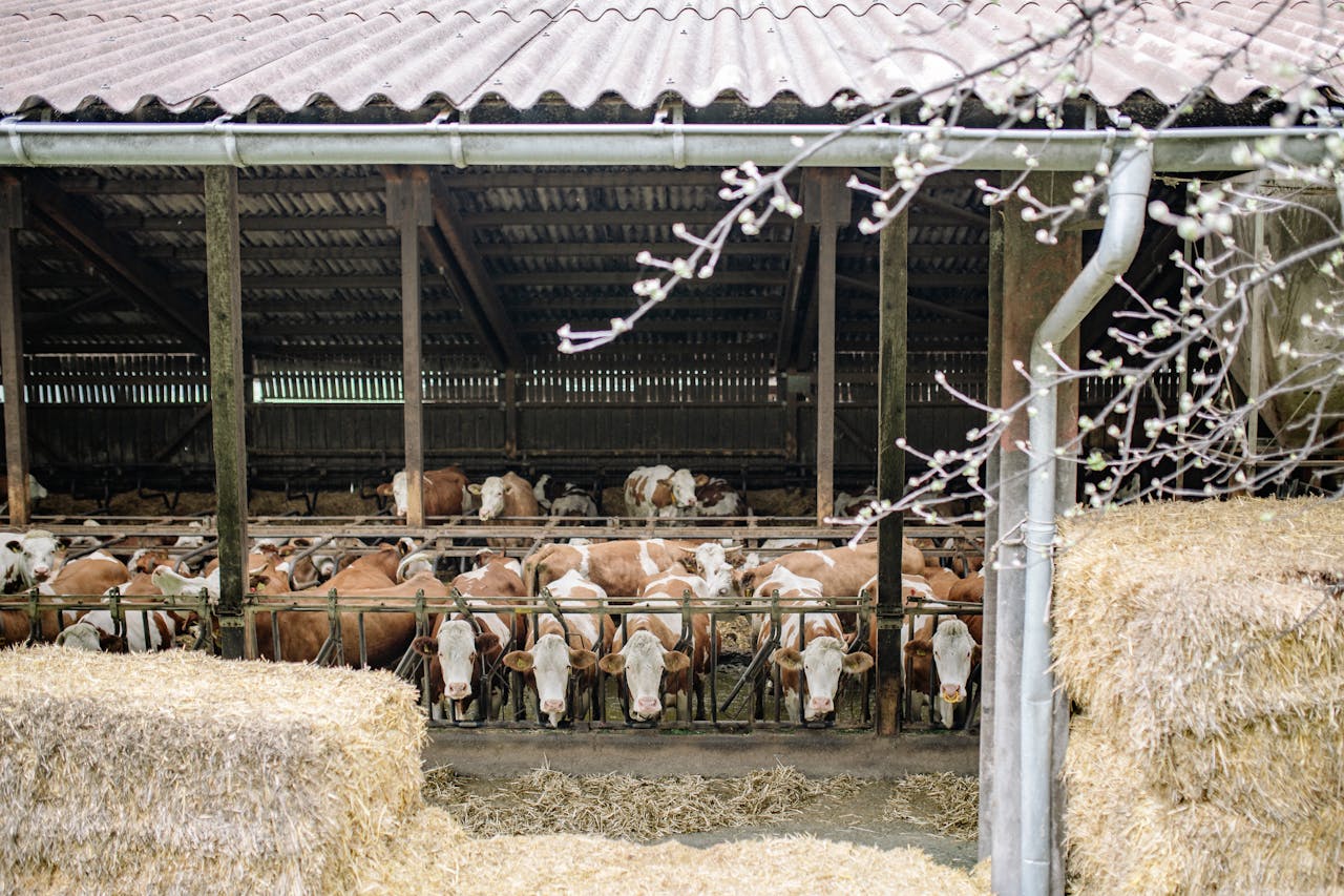 Mastering the First Impression: Your intriguing post title goes here Brown and white cattle in a barn surrounded by hay bales. Rural farm setting.