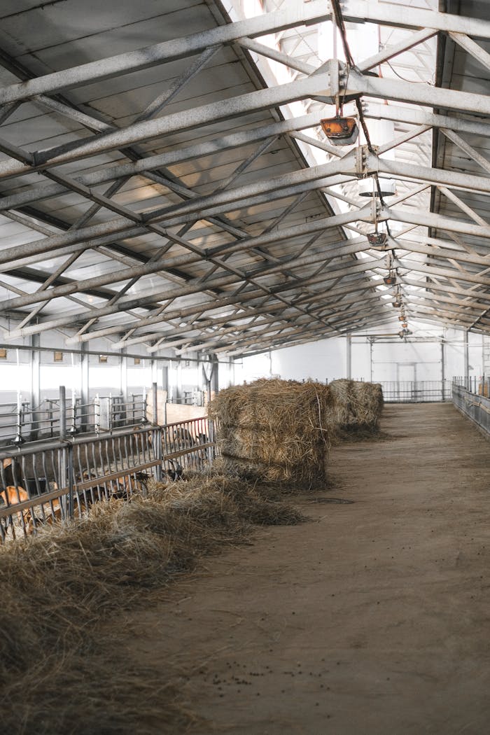 Interior of a large barn with hay bales and animal stalls. Perfect for showcasing agricultural settings.